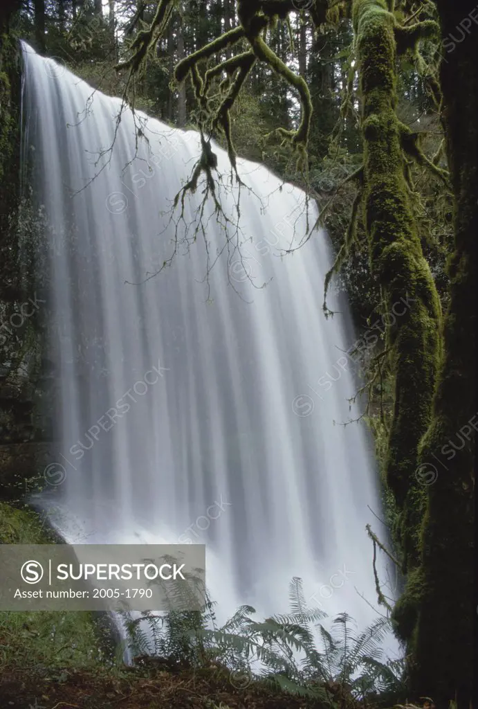 Waterfall in a forest, Lower South Falls, Silver Falls State Park, Oregon, USA