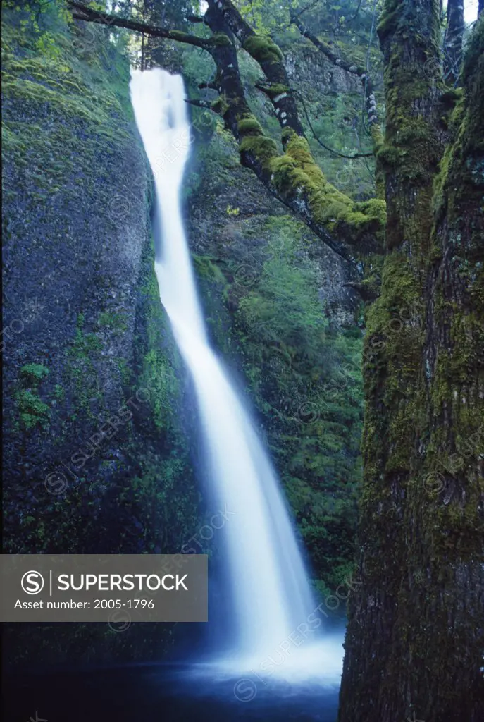 Waterfall in a forest, Horsetail Falls, Columbia River Gorge National Scenic Area, Oregon, USA