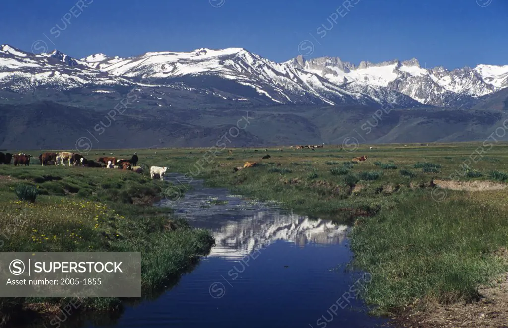 Cows Sierra Nevada California USA