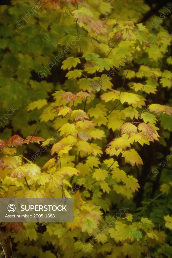 Close-up of Vine Maple leaves