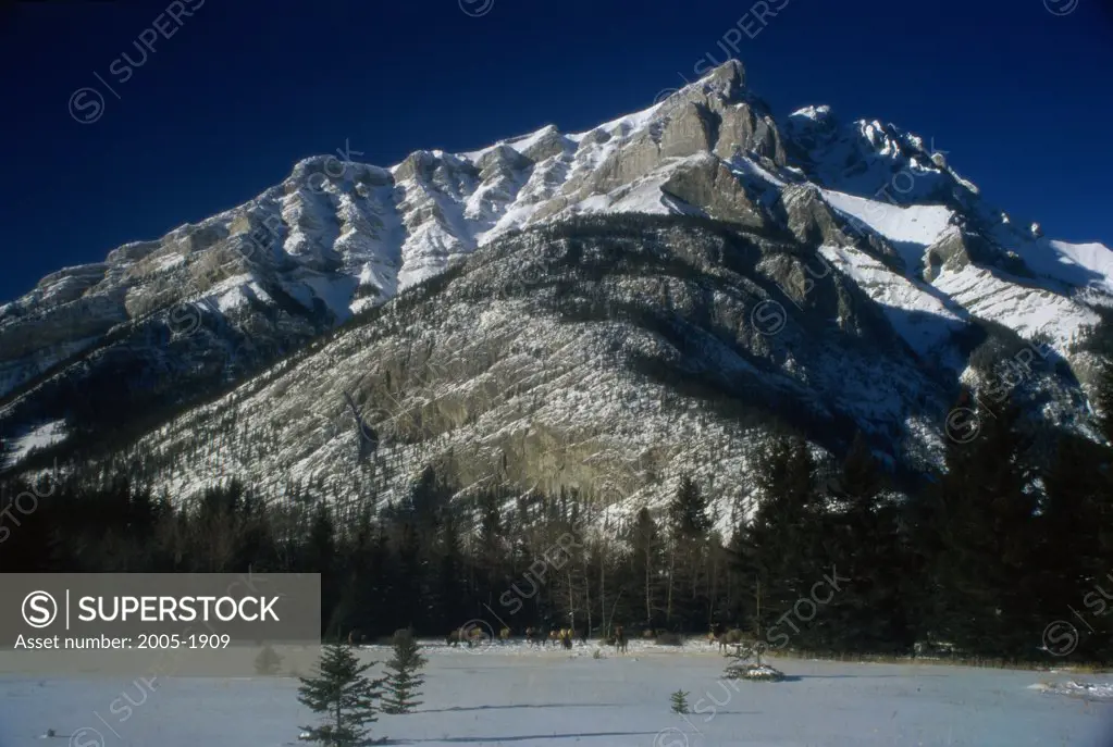 Elk in front of a snowcapped mountain, Banff National Park, Alberta, Canada
