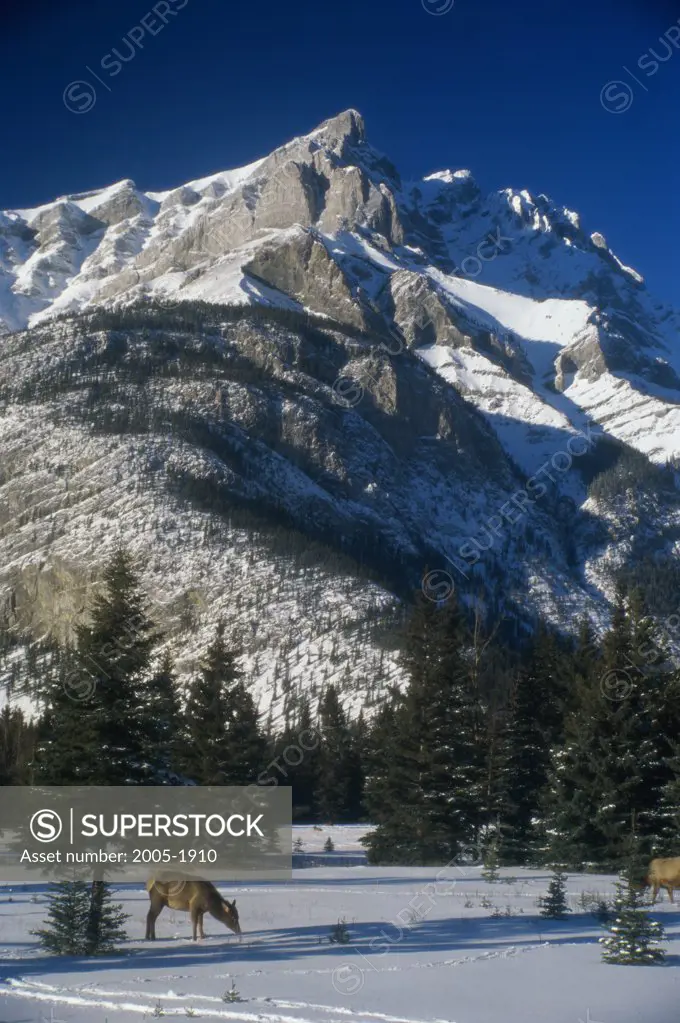 Two elk in front of a snowcapped mountain, Banff National Park, Alberta, Canada
