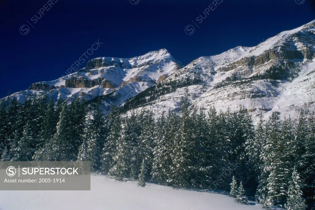 Pine trees in front of snowcapped mountains, Vermillion Pass, Banff National Park, Alberta, Canada