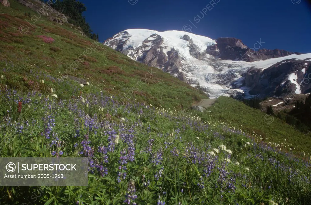 Wildflowers on a landscape with a snow covered mountain in the background, Mount Rainier National Park, Washington, USA