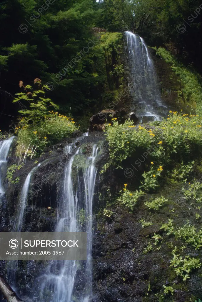 Waterfall in a forest, Cascade Creek, Mount Rainier National Park, Washington, USA