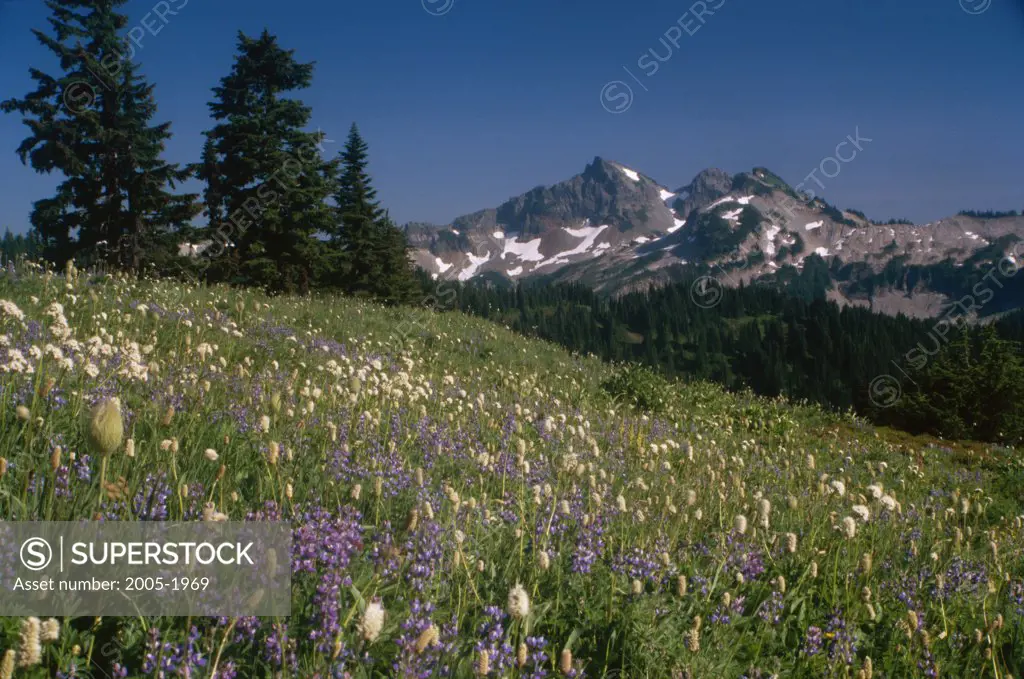 Wildflowers on a landscape with a mountain range in the background, Tatoosh Range, Mount Rainier National Park, Washington, USA