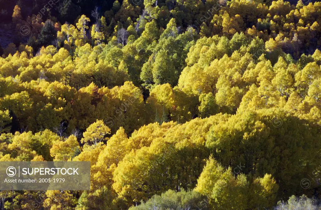 High angle view of trees in a forest, Californian Sierra Nevada, California, USA