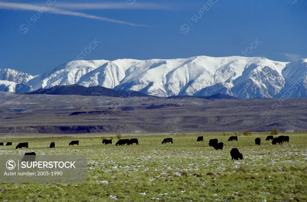 Herd of cattle grazing in a field with snow covered mountains in the background, Californian Sierra Nevada, California, USA