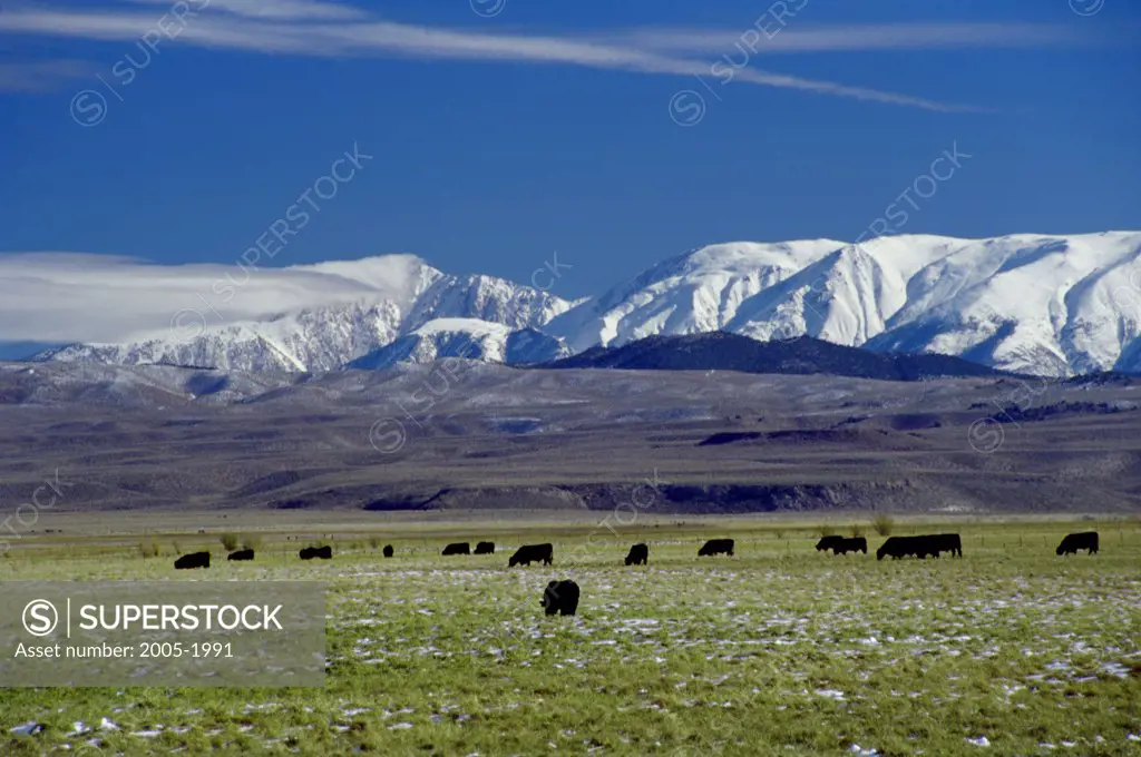 Herd of cattle grazing in a field with snow covered mountains in the background, Californian Sierra Nevada, California, USA