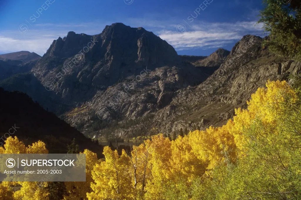Trees on a mountain, Carson Peak, Californian Sierra Nevada, California, USA