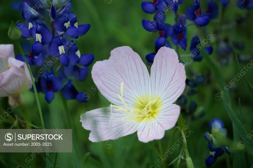 Close-up of lupines and Evening Primroses