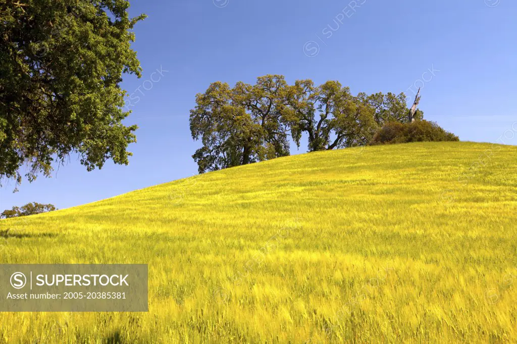 Golden Grass and Oaks on Rolling Hills, San Luis Obispo County, California