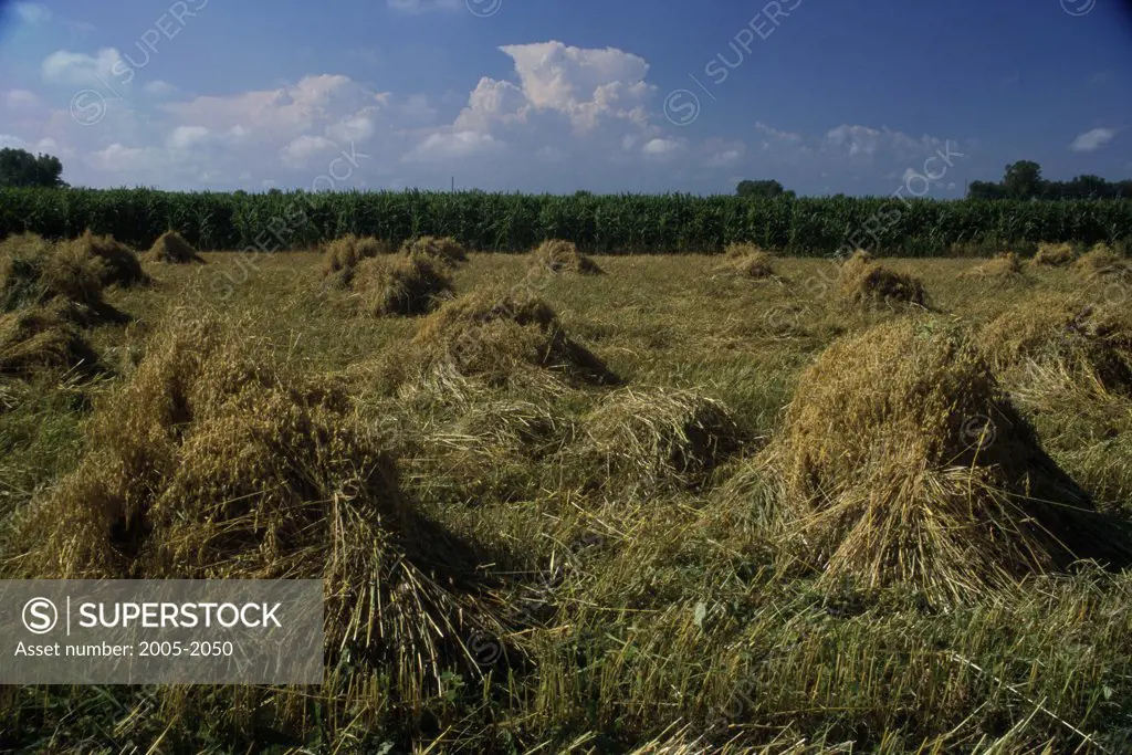Hay heaps in a field, Fairmont, Minnesota, USA