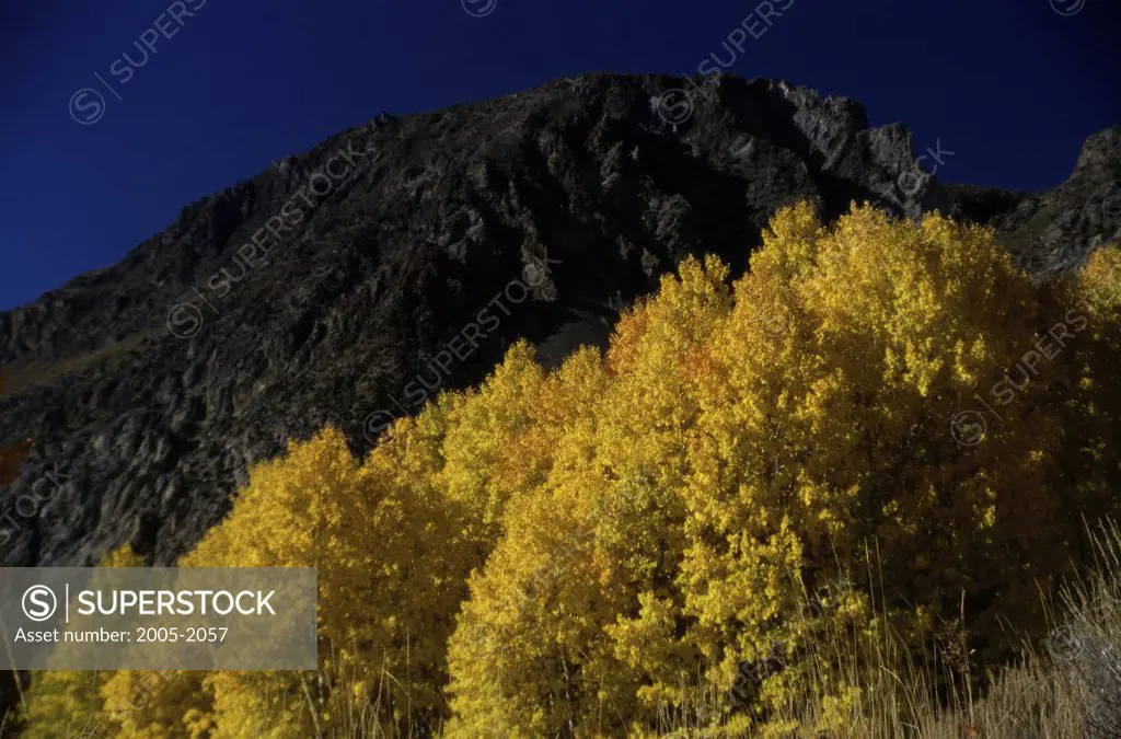 Low angle view of Aspen trees in a forest, Californian Sierra Nevada, California, USA