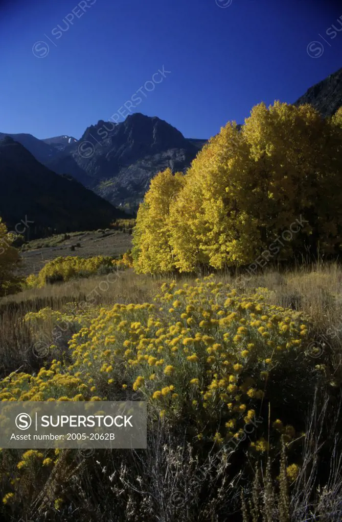 Aspen trees in a forest with mountains in the background, Carson Peak, Californian Sierra Nevada, California, USA