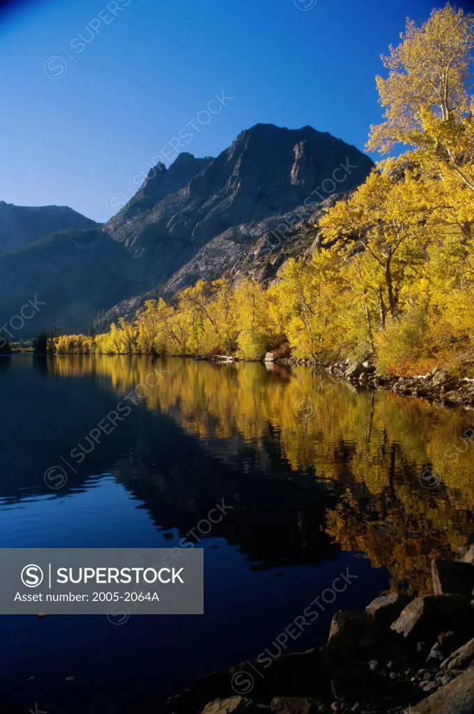 Reflection of Aspen trees and mountains in water, Silver Lake, Carson Peak, Californian Sierra Nevada, California, USA