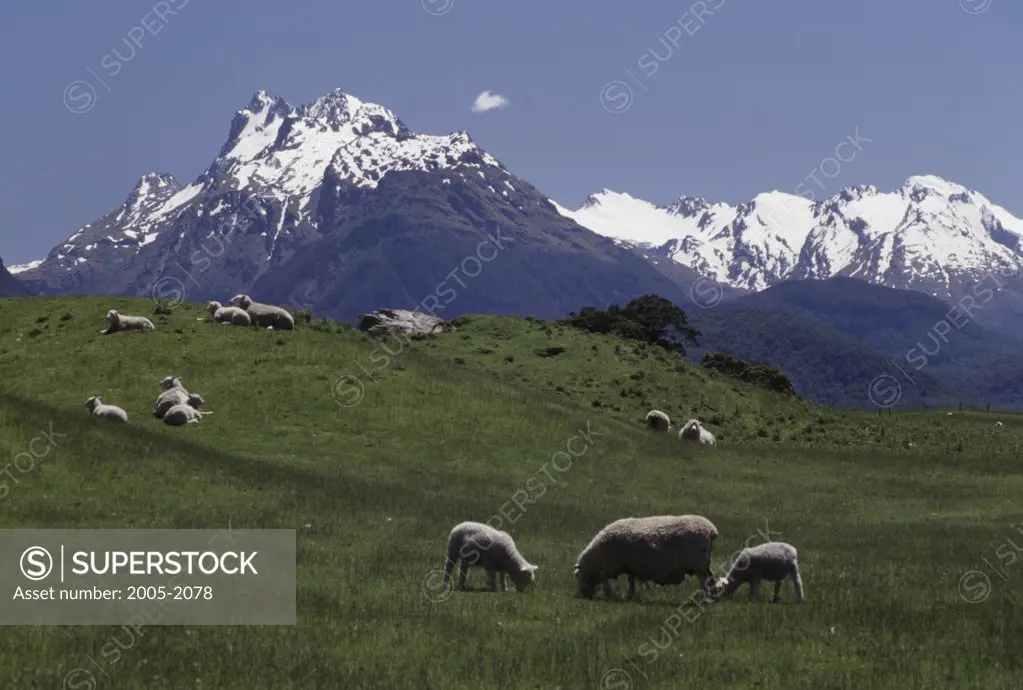 Flock of sheep grazing in a field, Dart River Valley, New Zealand