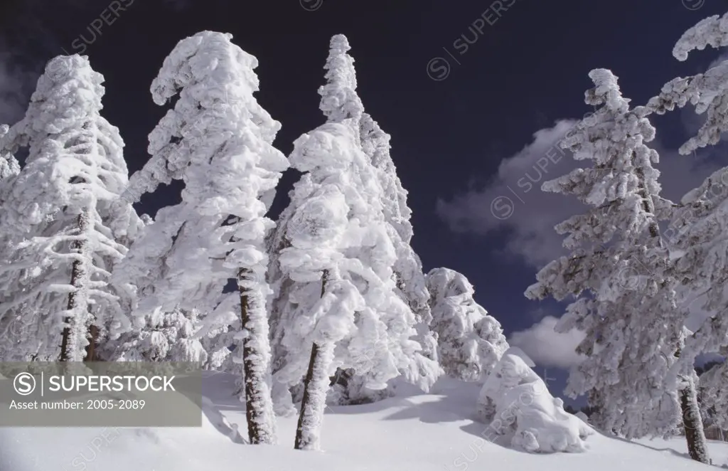 Snow covered trees on a landscape, San Gabriel Mountains, Angeles National Forest, San Bernardino County, California, USA