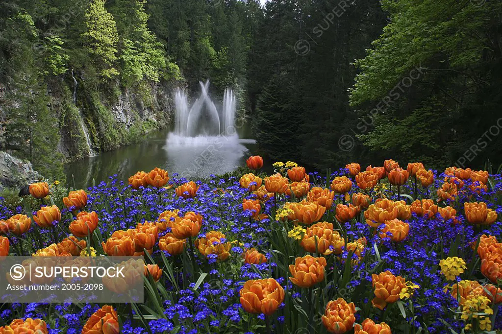 Flowers in a garden, Butchart Gardens, Victoria, British Columbia, Canada