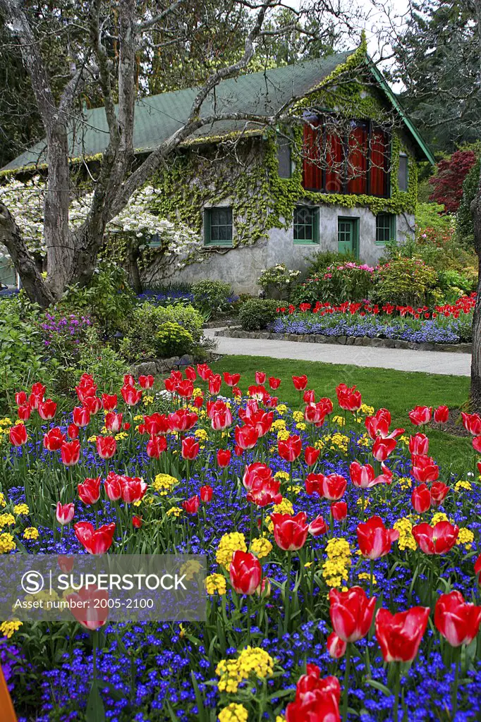 Flowers in a garden, Butchart Gardens, Victoria, British Columbia, Canada