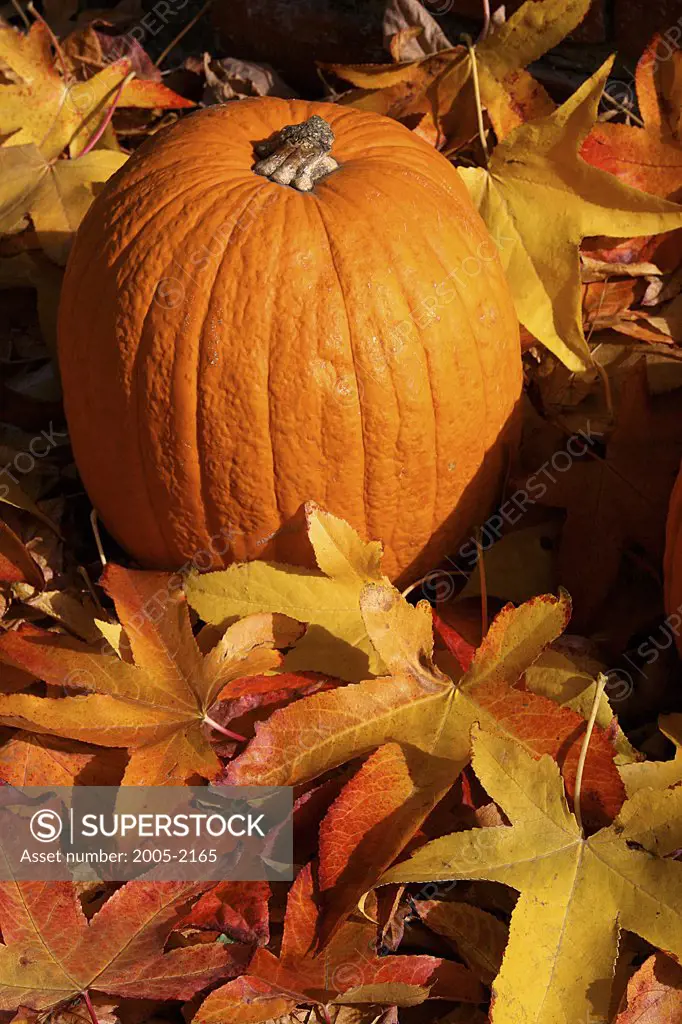 Pumpkin on autumnal maple leaves