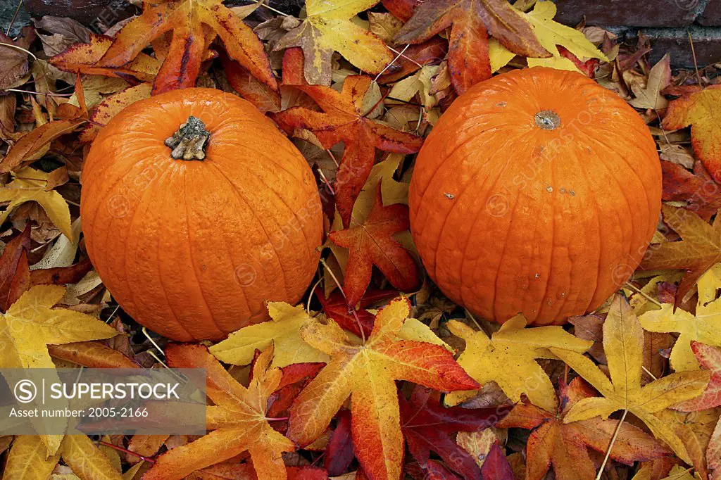 Two pumpkins on autumnal maple leaves