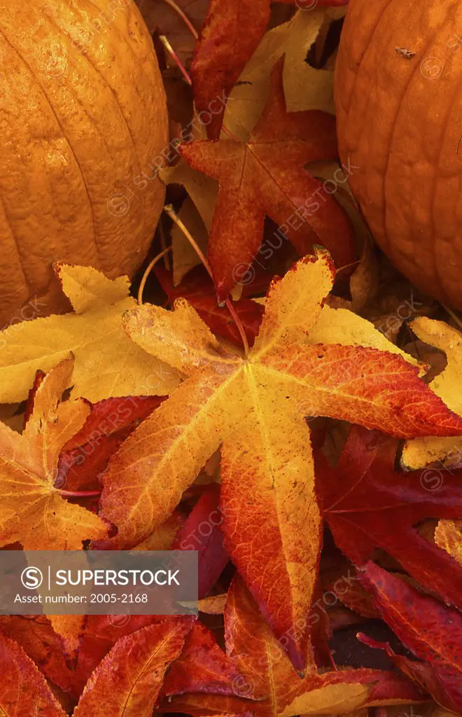 Two pumpkins on autumnal maple leaves