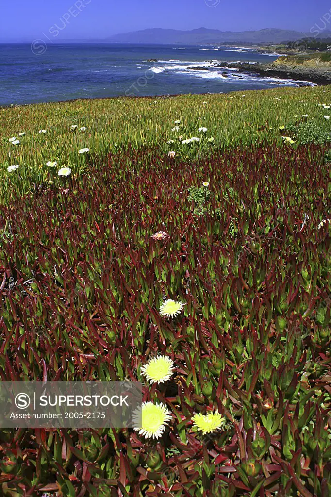 Flowers on the coast, Cambria, San Luis Obispo County, California, USA