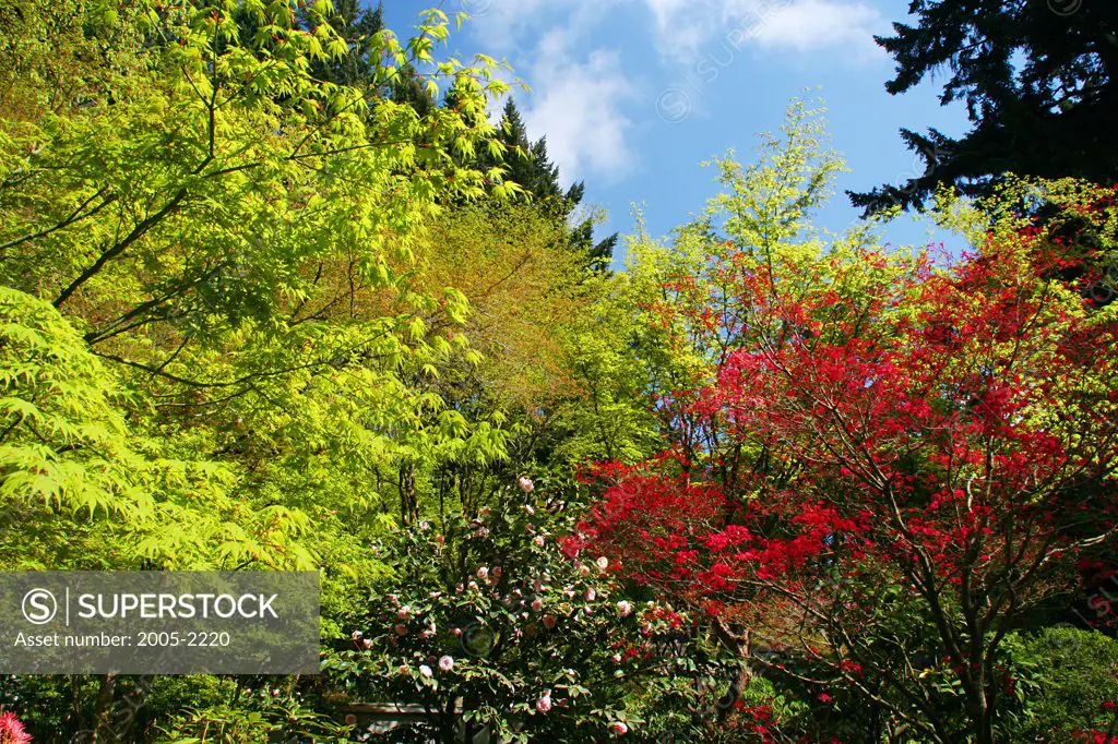 Trees in a garden, Japanese Gardens, Portland, Multnomah County, Oregon, USA