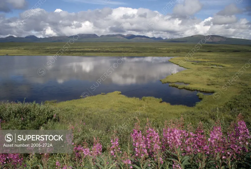 Wildflowers at the lakeside, kettle Lake, Denali Highway, Alaska, USA
