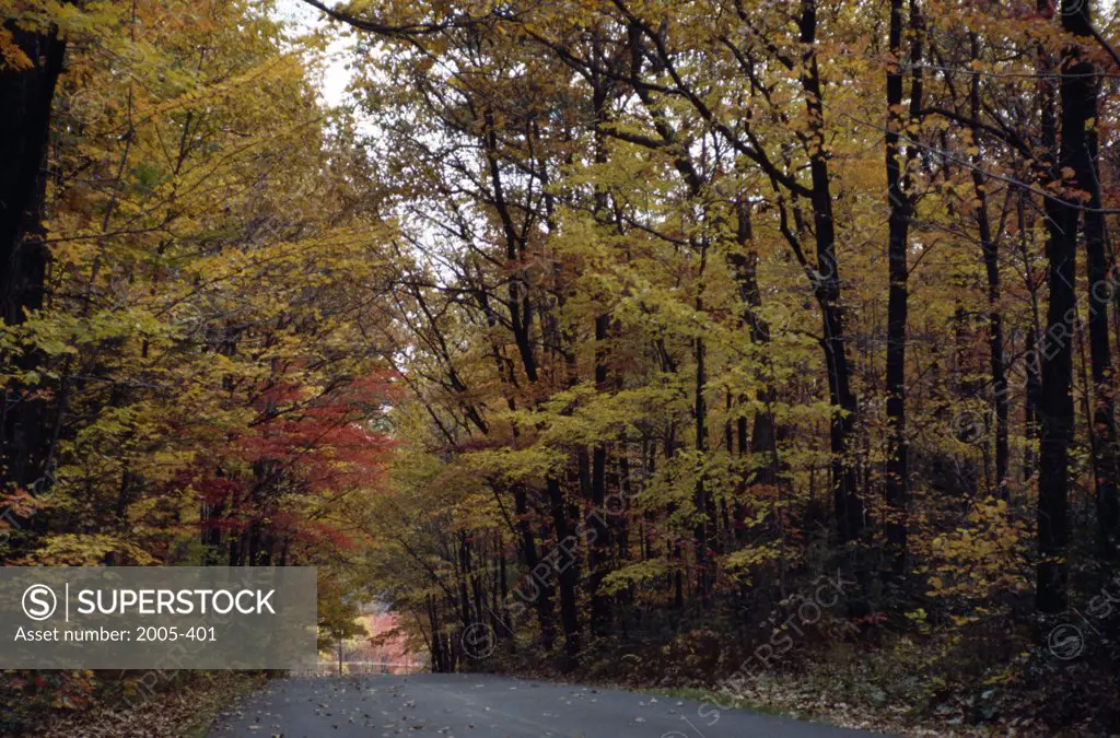 Road passing through a forest, Delaware Water Gap National Recreation Area, Pennsylvania, USA