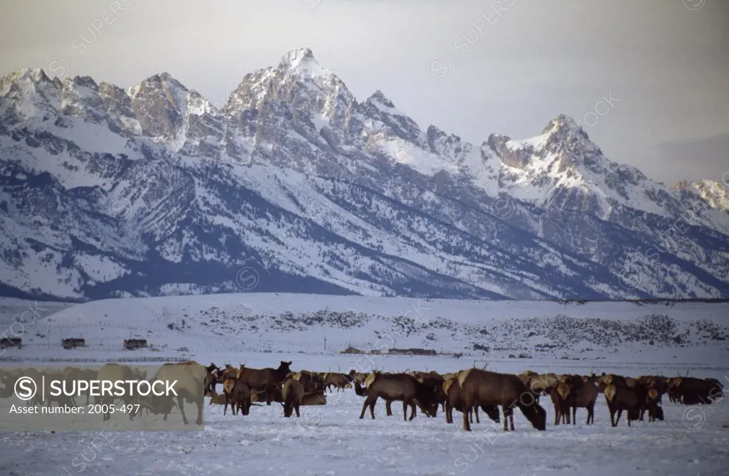 National Elk Refuge Jackson Hole Wyoming USA