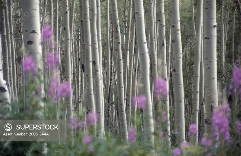 Trees in a forest, Ashcroft Valley, Colorado, USA