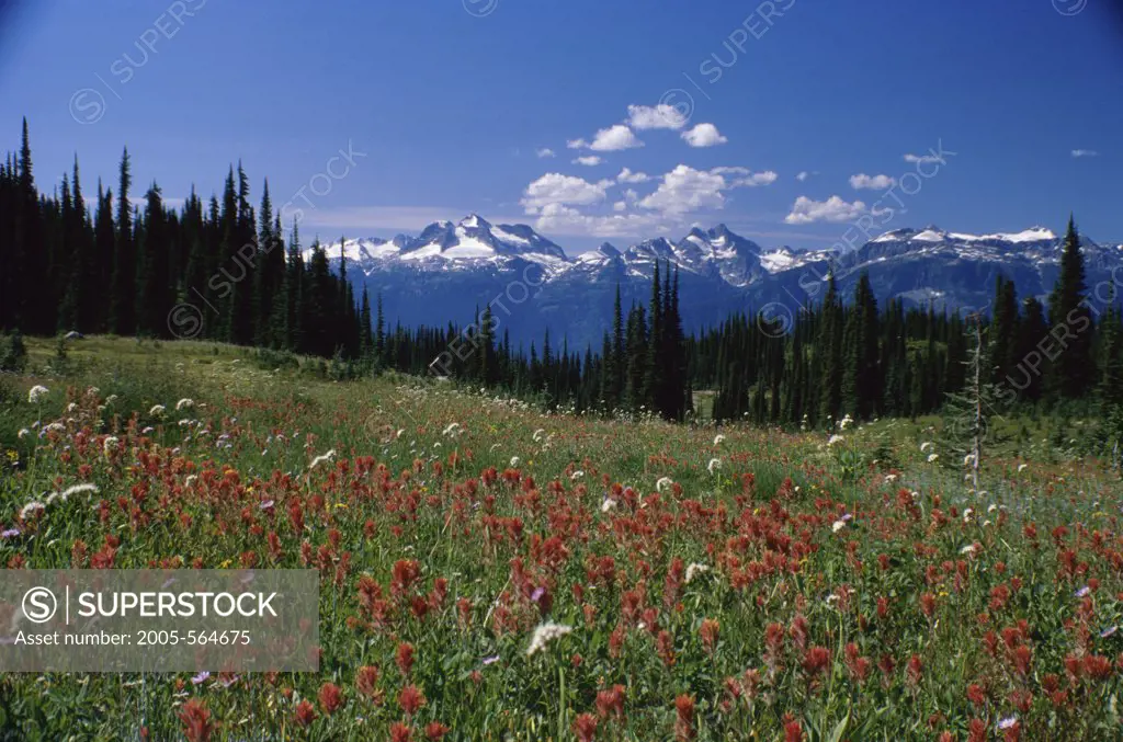 Wildflowers on a landscape, Mount Revelstoke National Park, Revelstoke, British Columbia, Canada