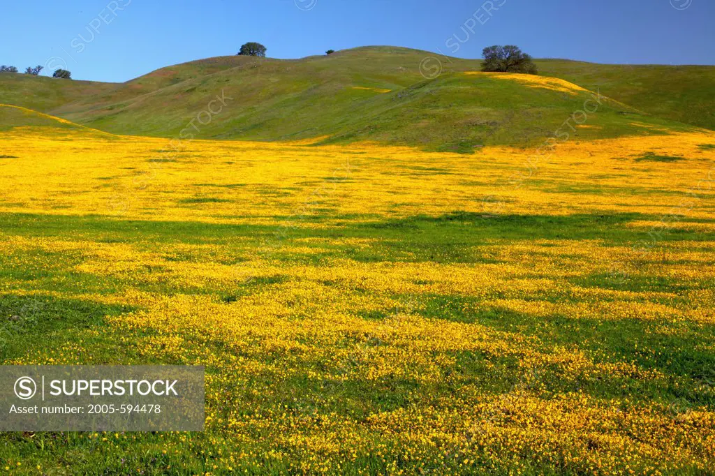 Field of yellow Goldfield flowers, Los Padres National Forest, California, USA