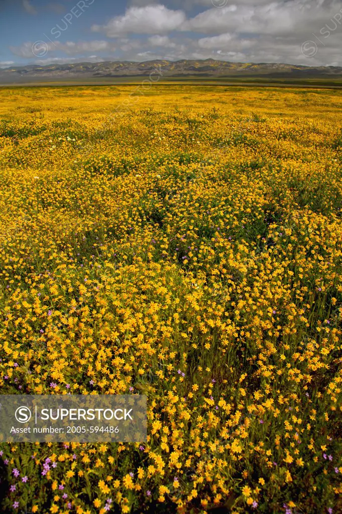 Goldfield flowers in field, Carrizo Plain National Monument, California, USA