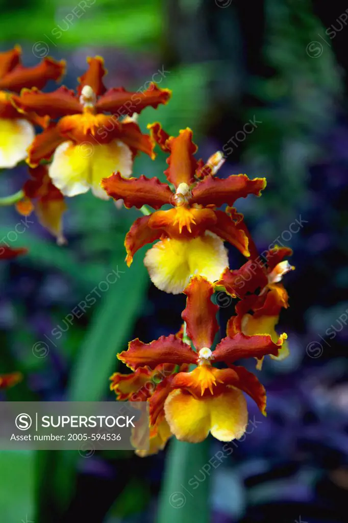 Close-up of orchid flowers, Big Island, Hawaii, USA