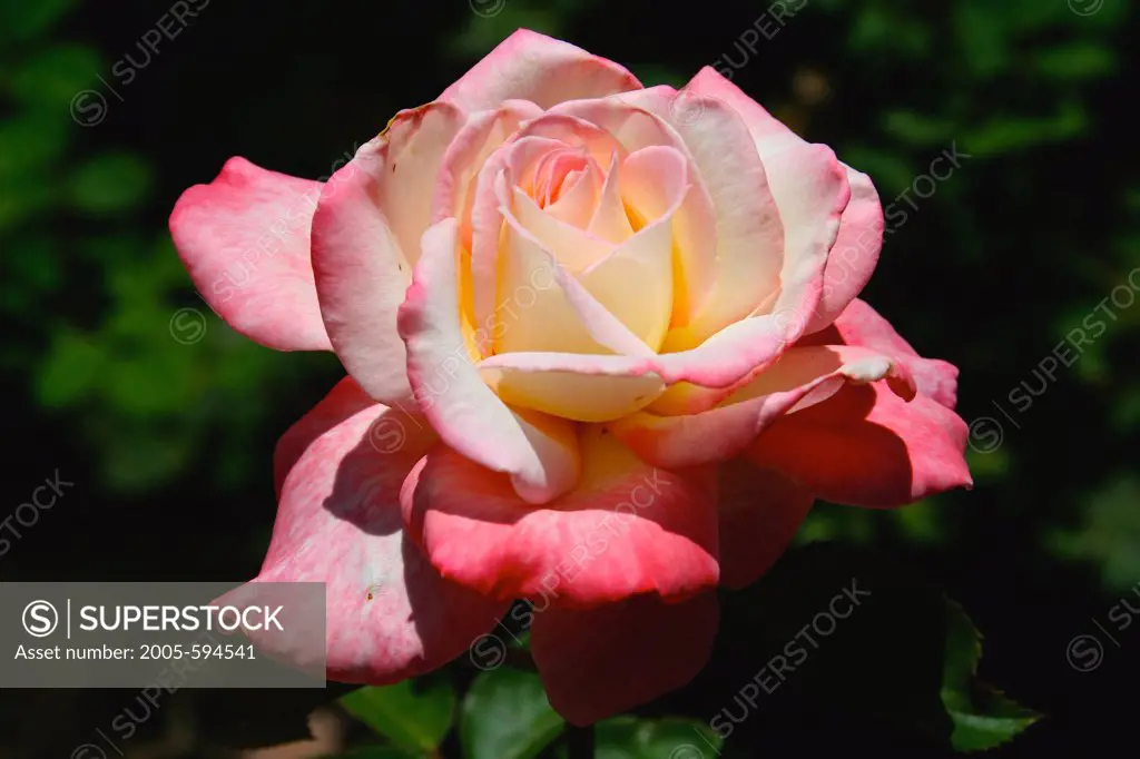 Close-up of a rose flower, Long Beach, California, USA
