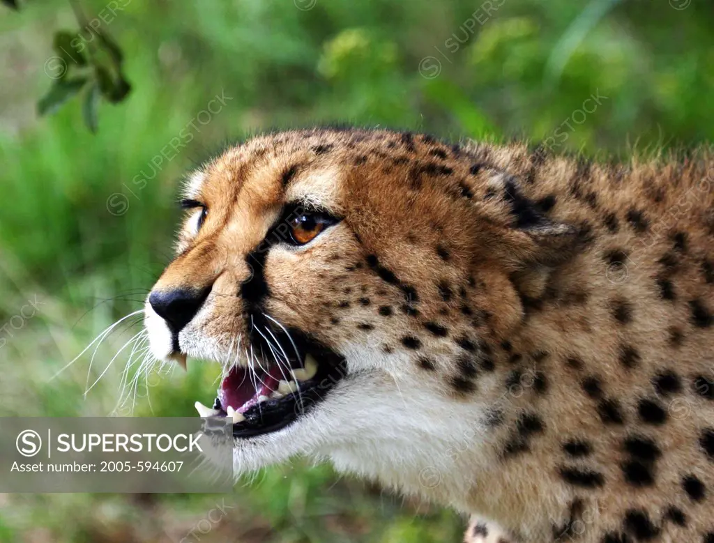 Close-up of a cheetah (Acinonyx jubatus), Botswana