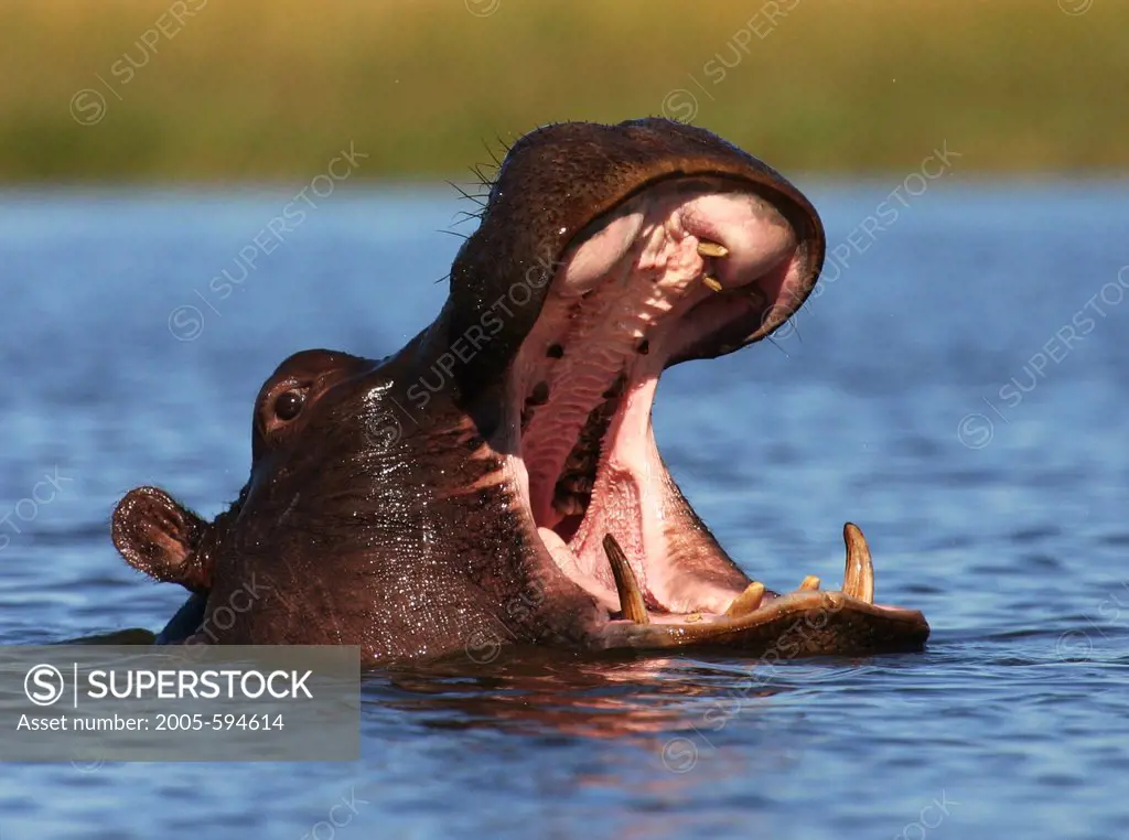 Hippopotamus (Hippopotamus amphibius) yawning in a river, Botswana