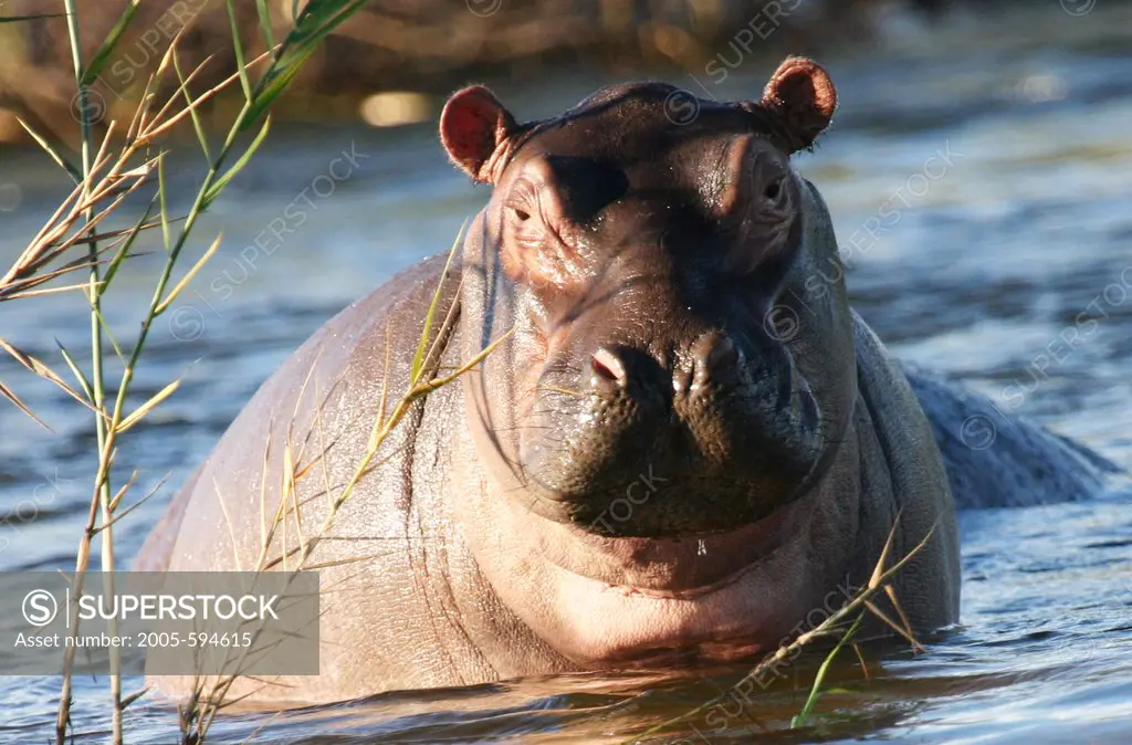 Hippopotamus (Hippopotamus amphibius) in a river, Botswana