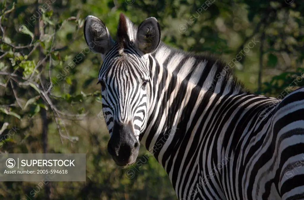 Close-up of a Zebra in a forest, Botswana