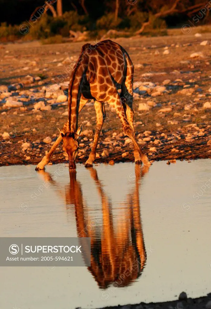 Giraffe (Giraffa camelopardalis) drinking water, Botswana