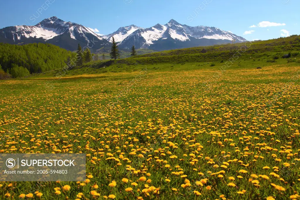 USA, Colorado, Uncompahgre National Forest, San Miguel Range above field of yellow flowers