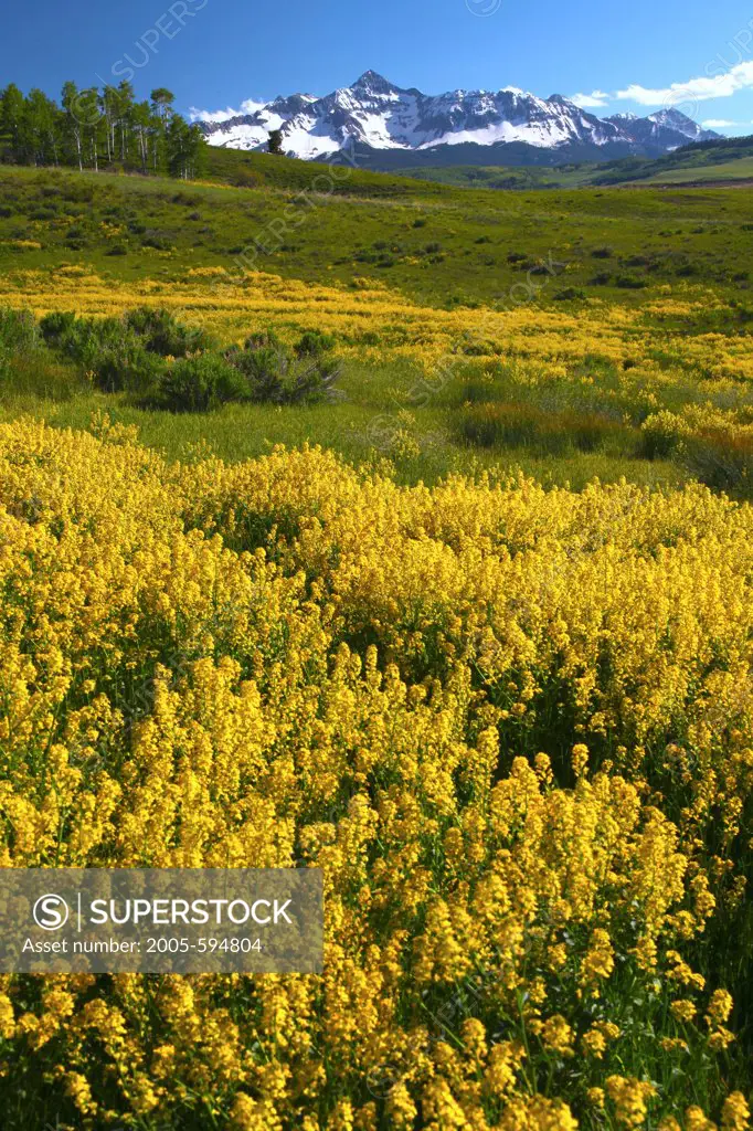 USA, Colorado, Uncompahgre National Forest, San Miguel Range above field of yellow flowers