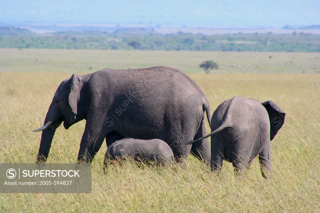 Kenya, Masai Mara Game Reserve, African Bush Elephant (Loxodonta africana) cow and calves