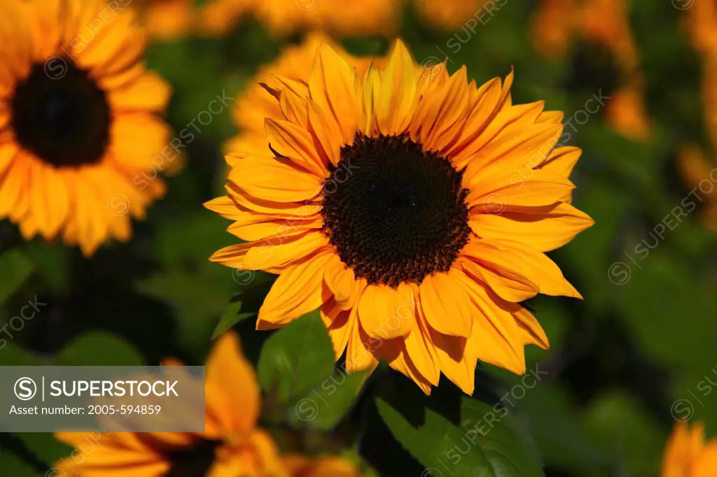 USA, California, San Luis Obispo County, Close up of field of Sunflowers
