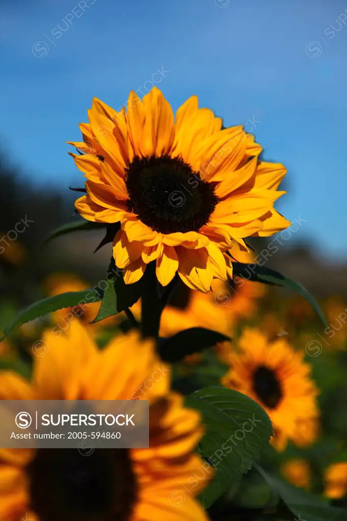 USA, California, San Luis Obispo County, Close up of field of Sunflowers