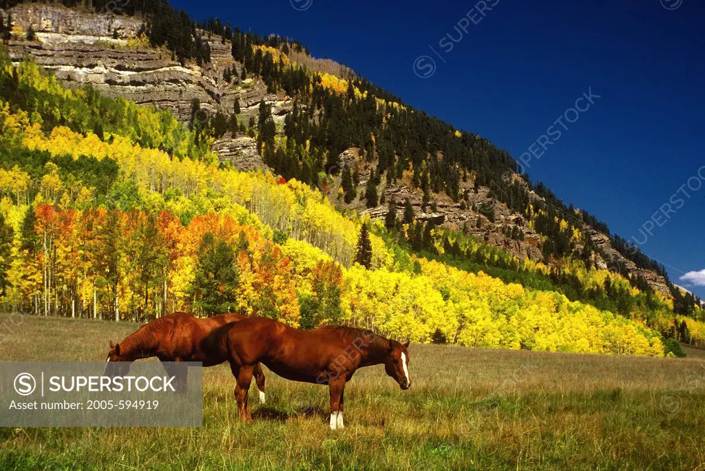 Horses grazing below Vermillion Cliffs, San Juan National Forest, Colorado, USA