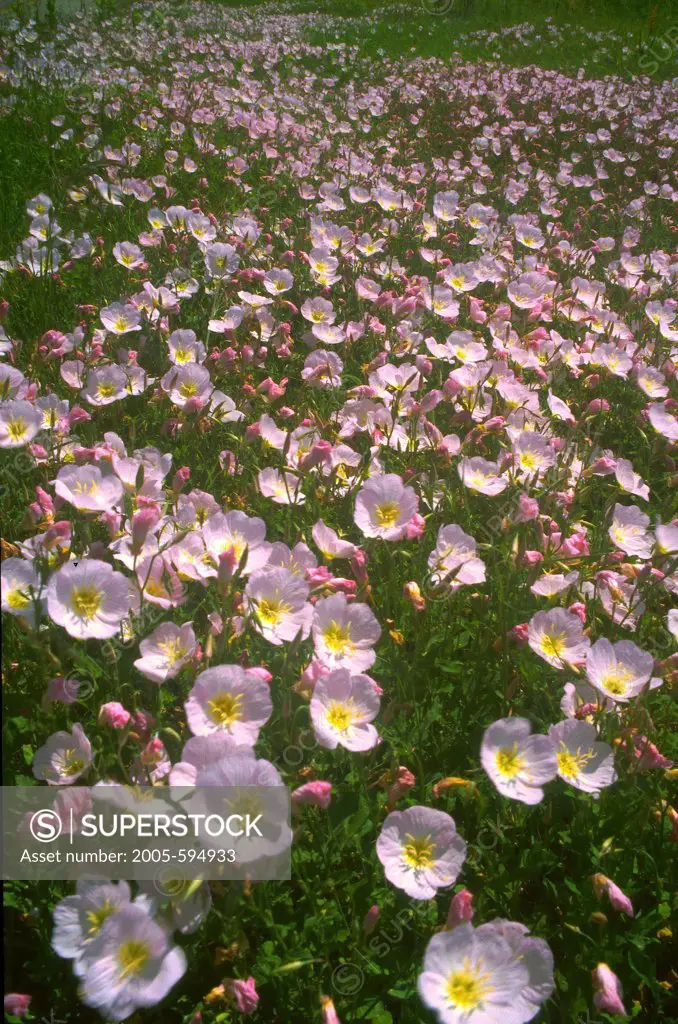 Pink Evening Primrose flowers in a field, Hill Country, Texas, USA